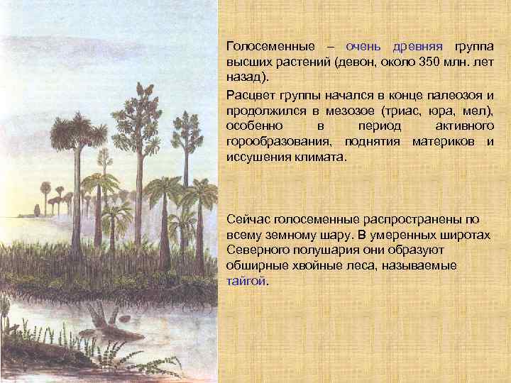 Голосеменные – очень древняя группа высших растений (девон, около 350 млн. лет назад). Расцвет