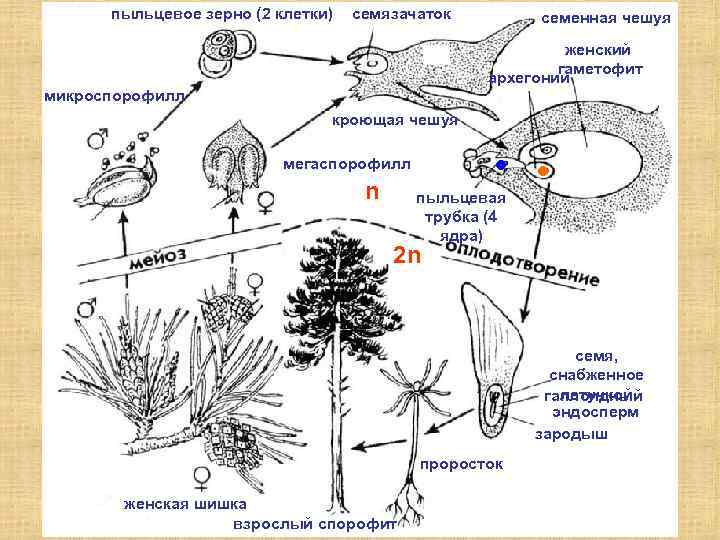 пыльцевое зерно (2 клетки) семязачаток семенная чешуя женский гаметофит архегонии микроспорофилл кроющая чешуя мегаспорофилл