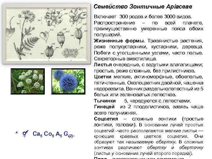 Семейство Зонтичные Apiaceae Включает 300 родов и более 3000 видов. Распространение – по всей