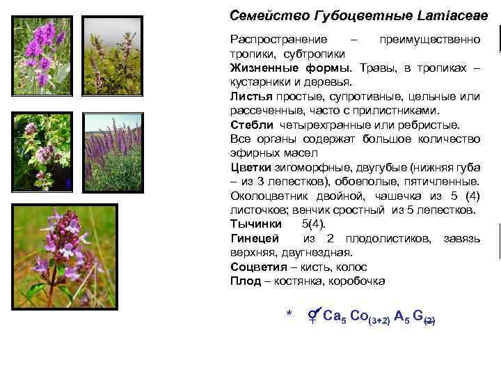 Семейство Губоцветные Lamiaceae Распространение – преимущественно тропики, субтропики Жизненные формы. Травы, в тропиках –