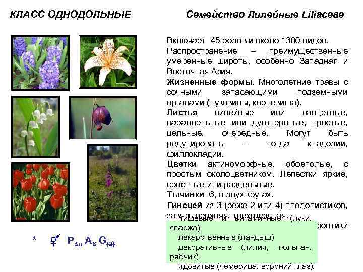 Общие признаки лилейных растений. Биология 6 класс семейство Лилейные представители. Характеристика Лилейные представители. Семейство Лилейные характеристика таблица. Класс Однодольные семейство Лилейные.