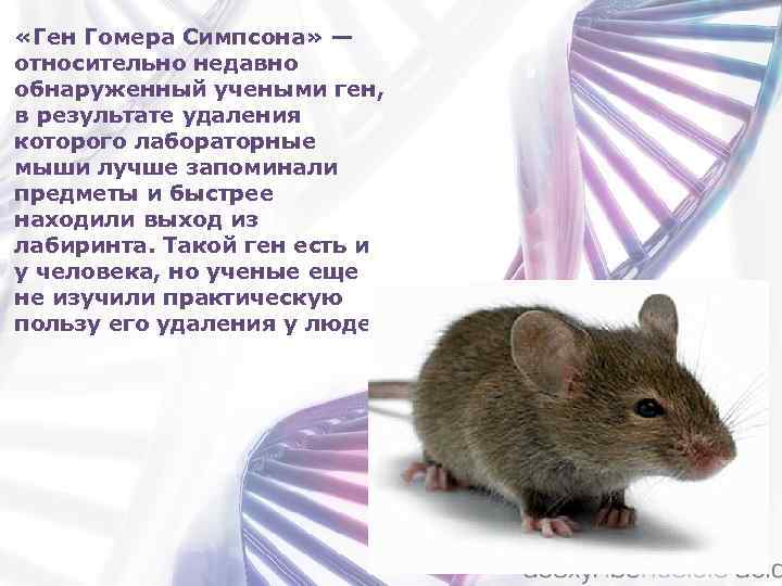  «Ген Гомера Симпсона» — относительно недавно обнаруженный учеными ген, в результате удаления которого