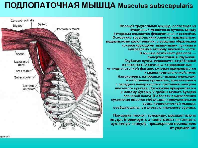 Подлопаточная мышца анатомия. Подлопаточная мышца иннервация. Подлопаточная мышца плечевого пояса. Прикрепление подлопаточной мышцы. Подлопаточная мышца анатомия функции.