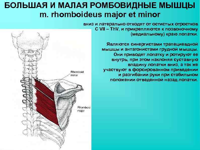 БОЛЬШАЯ И МАЛАЯ РОМБОВИДНЫЕ МЫШЦЫ m. rhomboideus major et minor вниз и латерально отходят