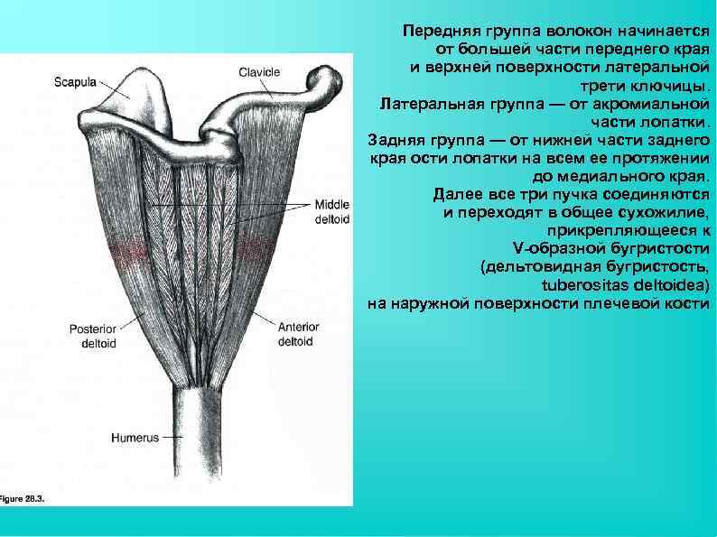 Передняя группа волокон начинается от большей части переднего края и верхней поверхности латеральной трети