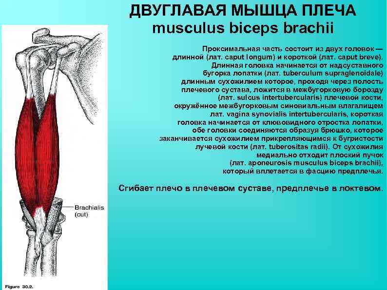 ДВУГЛАВАЯ МЫШЦА ПЛЕЧА musculus biceps brachii Проксимальная часть состоит из двух головок — длинной