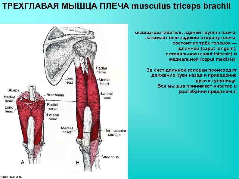 ТРЕХГЛАВАЯ МЫШЦА ПЛЕЧА musculus triceps brachii мышца-разгибатель задней группы плеча, занимает всю заднюю сторону