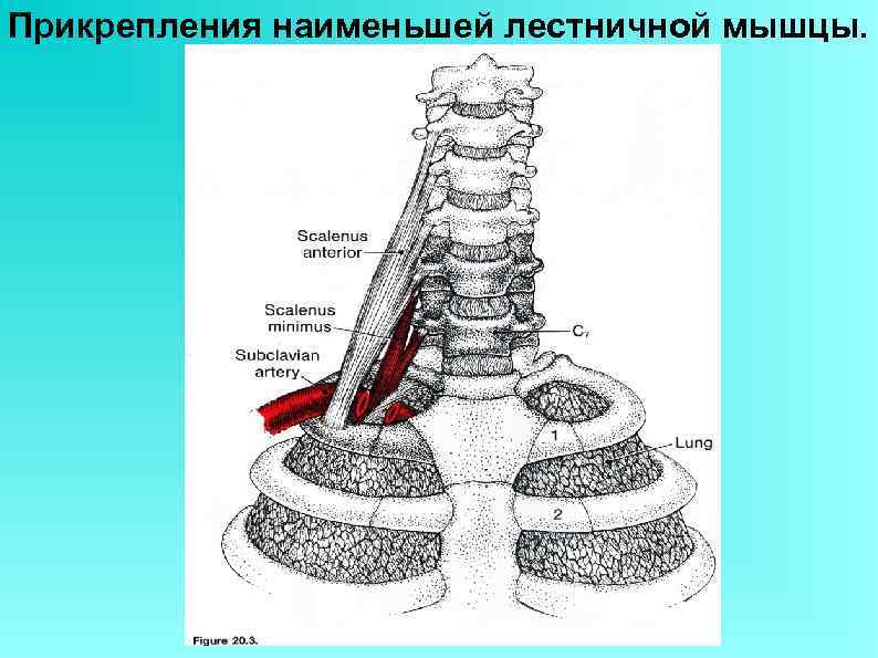 Прикрепления наименьшей лестничной мышцы. 