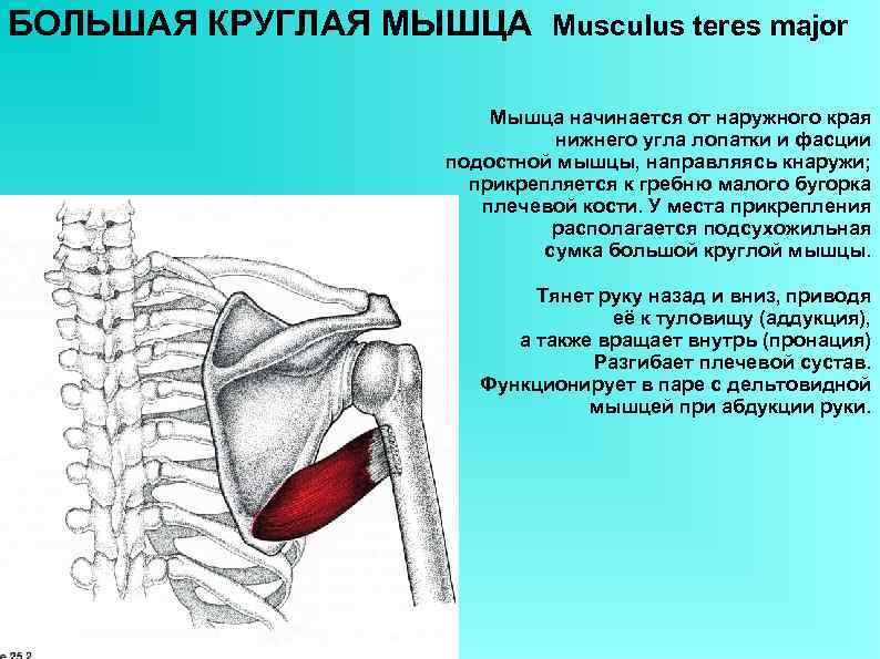 БОЛЬШАЯ КРУГЛАЯ МЫШЦА Musculus teres major Мышца начинается от наружного края нижнего угла лопатки