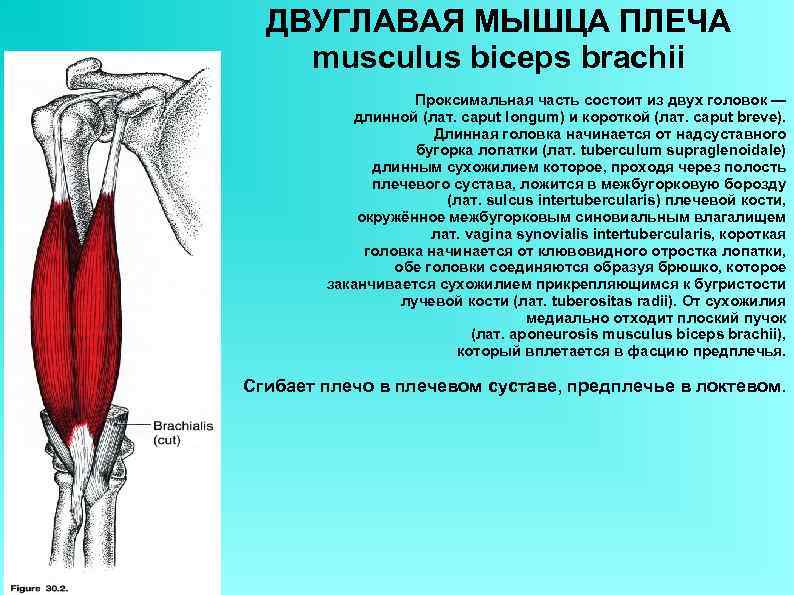 ДВУГЛАВАЯ МЫШЦА ПЛЕЧА musculus biceps brachii Проксимальная часть состоит из двух головок — длинной