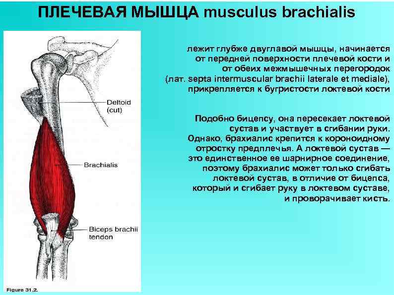 ПЛЕЧЕВАЯ МЫШЦА musculus brachialis лежит глубже двуглавой мышцы, начинается от передней поверхности плечевой кости