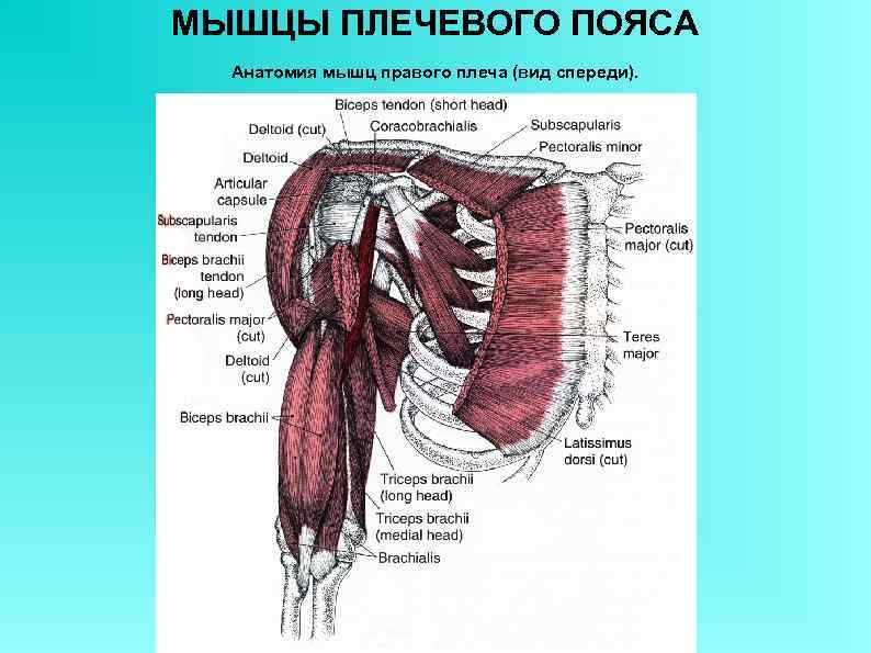 МЫШЦЫ ПЛЕЧЕВОГО ПОЯСА Анатомия мышц правого плеча (вид спереди). 