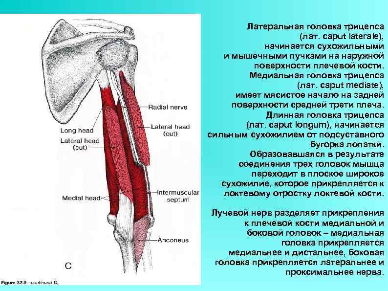 Латеральная головка трицепса (лат. caput laterale), начинается сухожильными и мышечными пучками на наружной поверхности