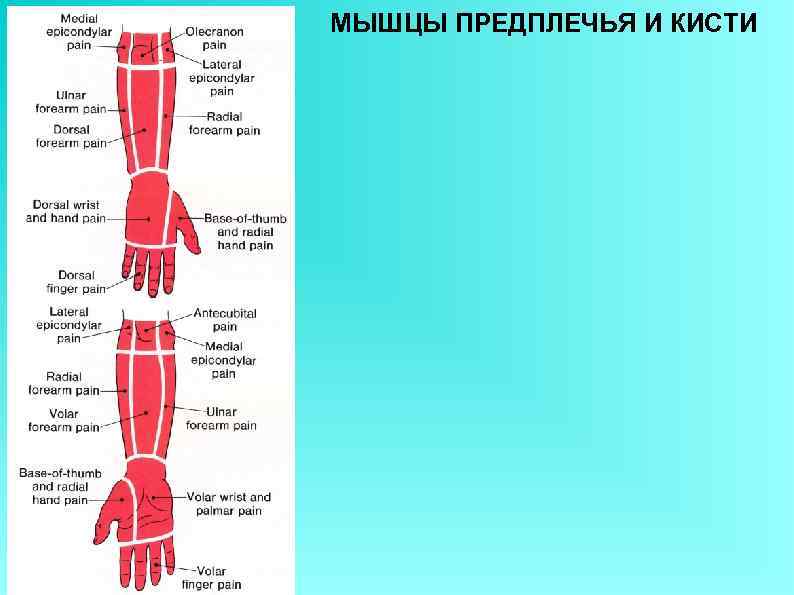 МЫШЦЫ ПРЕДПЛЕЧЬЯ И КИСТИ 