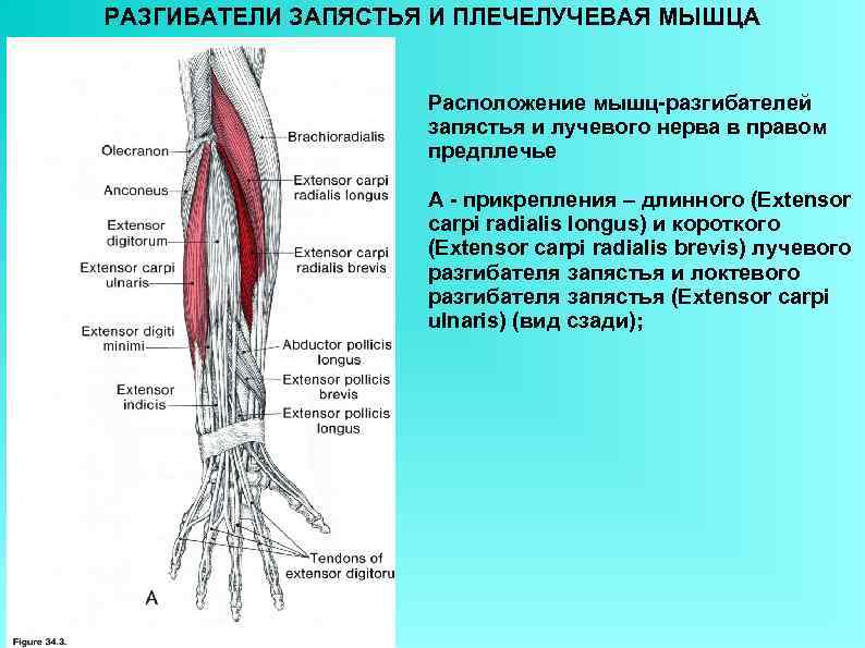 РАЗГИБАТЕЛИ ЗАПЯСТЬЯ И ПЛЕЧЕЛУЧЕВАЯ МЫШЦА Расположение мышц-разгибателей запястья и лучевого нерва в правом предплечье