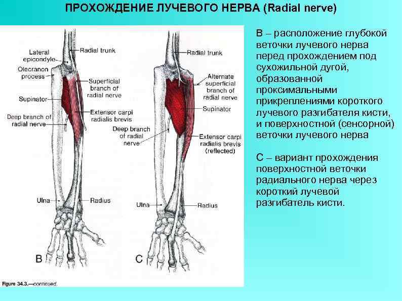 ПРОХОЖДЕНИЕ ЛУЧЕВОГО НЕРВА (Radial nerve) В – расположение глубокой веточки лучевого нерва перед прохождением