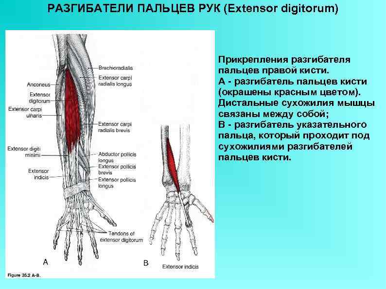 РАЗГИБАТЕЛИ ПАЛЬЦЕВ РУК (Extensor digitorum) Прикрепления разгибателя пальцев правой кисти. А - разгибатель пальцев