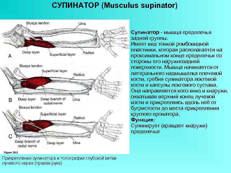 СУПИНАТОР (Musculus supinator) Супинатор - мышца предплечья задней группы. Имеет вид тонкой ромбовидной пластинки,