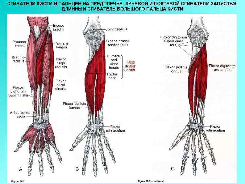 Локтевой сгибатель кисти анатомия