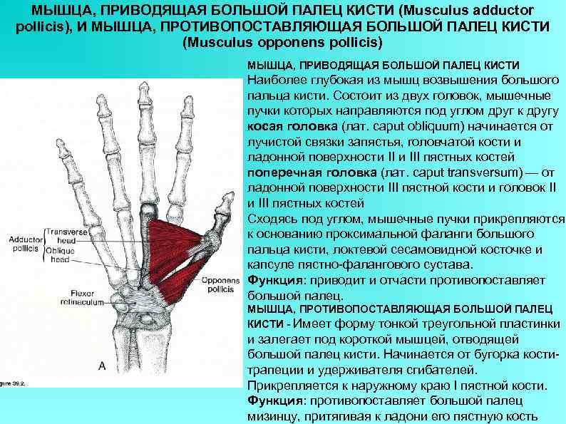 МЫШЦА, ПРИВОДЯЩАЯ БОЛЬШОЙ ПАЛЕЦ КИСТИ (Musculus adductor pollicis), И МЫШЦА, ПРОТИВОПОСТАВЛЯЮЩАЯ БОЛЬШОЙ ПАЛЕЦ КИСТИ