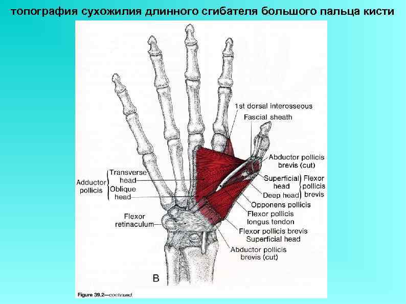 топография сухожилия длинного сгибателя большого пальца кисти 