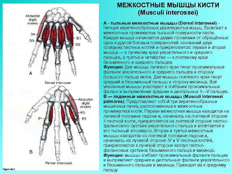 МЕЖКОСТНЫЕ МЫШЦЫ КИСТИ (Musculi interossei) А - тыльные межкостные мышцы (Dorsal interossei) Четыре веретенообразных