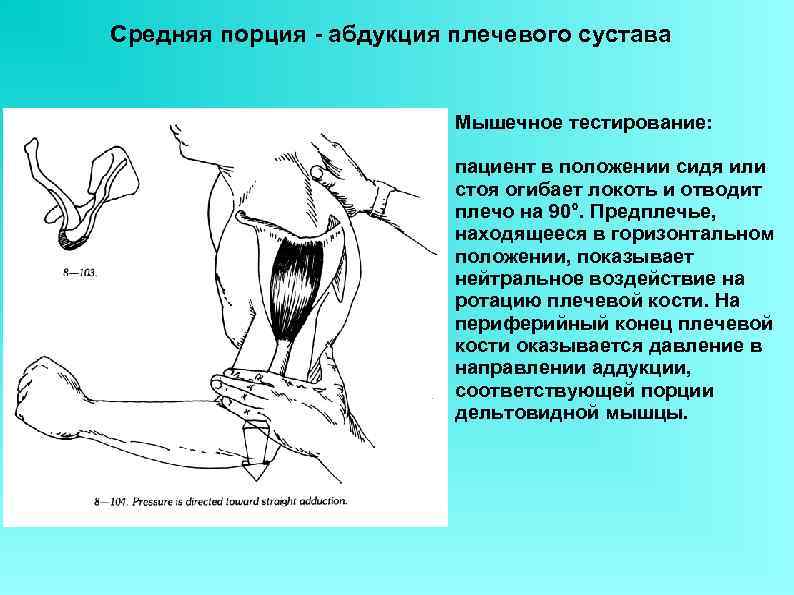 Средняя порция - абдукция плечевого сустава Мышечное тестирование: пациент в положении сидя или стоя