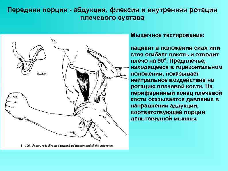 Передняя порция - абдукция, флексия и внутренняя ротация плечевого сустава Мышечное тестирование: пациент в