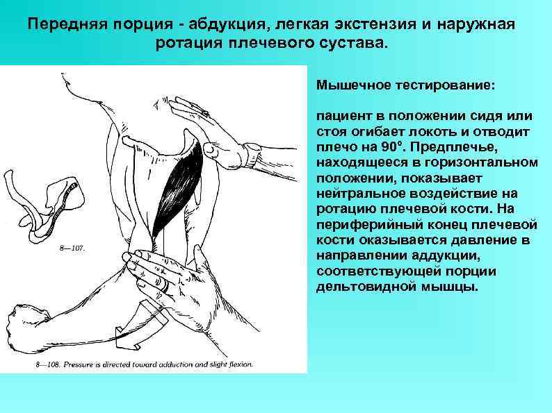 Передняя порция - абдукция, легкая экстензия и наружная ротация плечевого сустава. Мышечное тестирование: пациент