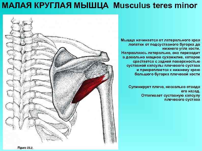 МАЛАЯ КРУГЛАЯ МЫШЦА Musculus teres minor Мышца начинается от латерального края лопатки от подсуставного