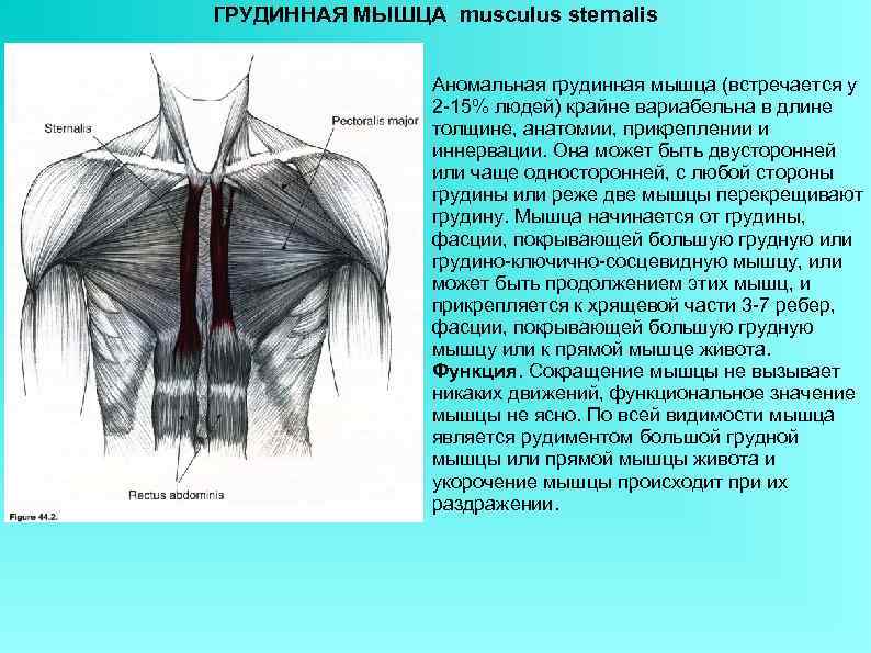 Большая грудная мышца рисунок