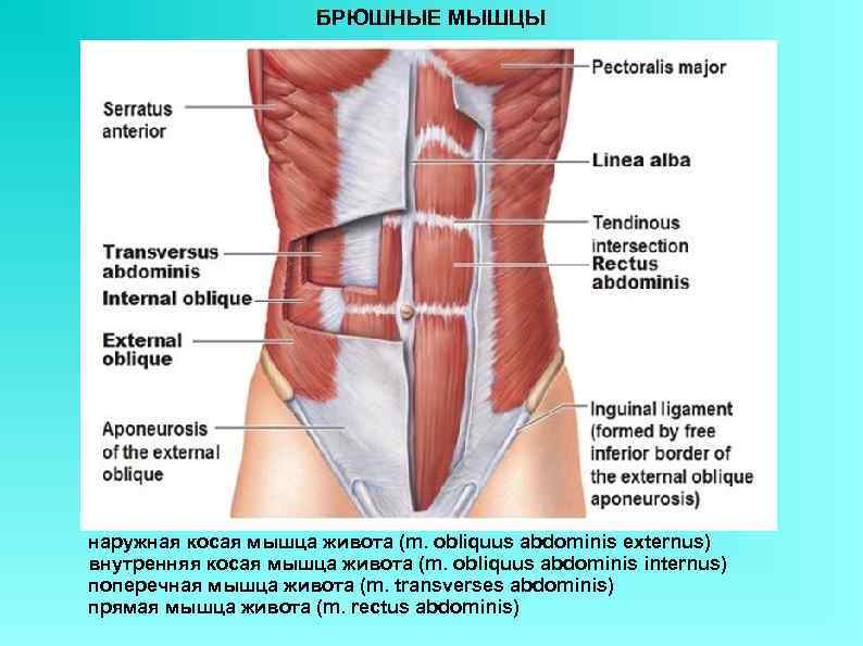 БРЮШНЫЕ МЫШЦЫ наружная косая мышца живота (m. obliquus abdominis externus) внутренняя косая мышца живота