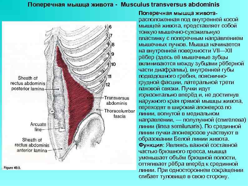 Поперечная мышца живота - Musculus transversus abdominis Поперечная мышца животарасположенная под внутренней косой мышцей