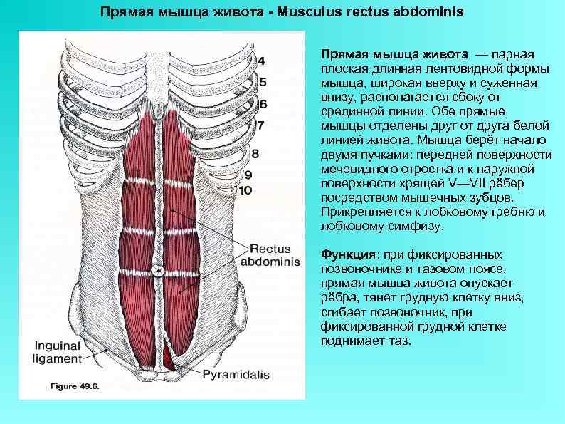 Прямая мышца живота - Musculus rectus abdominis Прямая мышца живота — парная плоская длинная