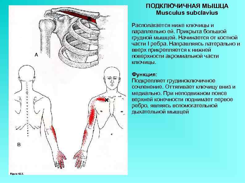 ПОДКЛЮЧИЧНАЯ МЫШЦА Musculus subclavius Располагается ниже ключицы и параллельно ей. Прикрыта большой грудной мышцей.