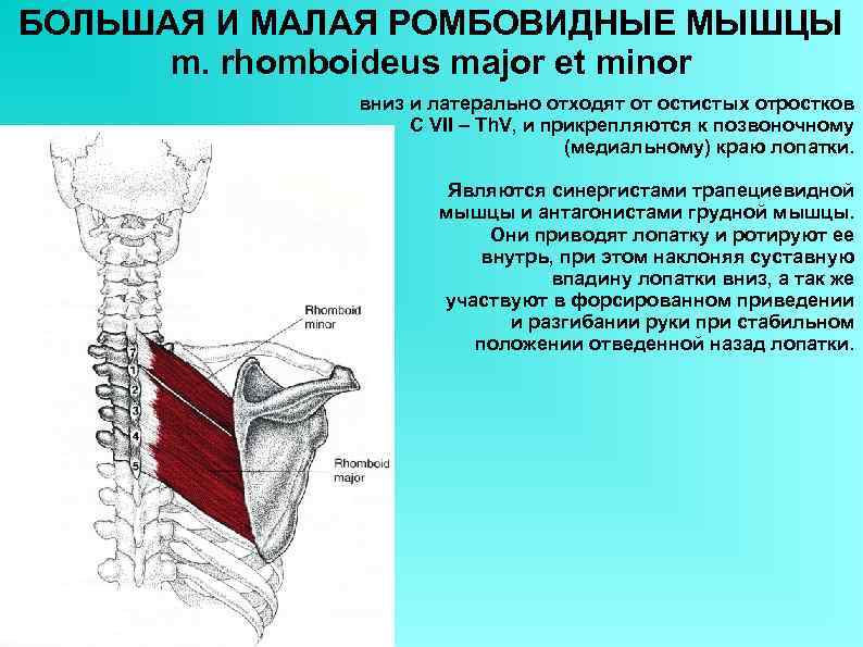 Ромбовидная мышца фото