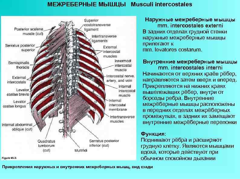 МЕЖРЕБЕРНЫЕ МЫШЦЫ Musculi intercostales Наружные межреберные мышцы mm. intercostales externi В задних отделах грудной