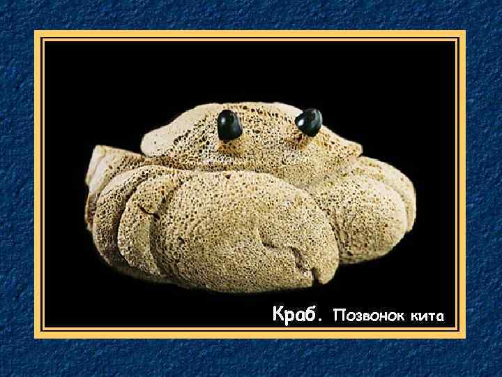 Краб. Позвонок кита 