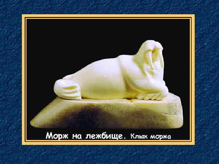 Морж на лежбище. Клык моржа 