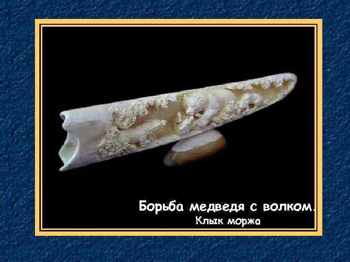 Борьба медведя с волком. Клык моржа 