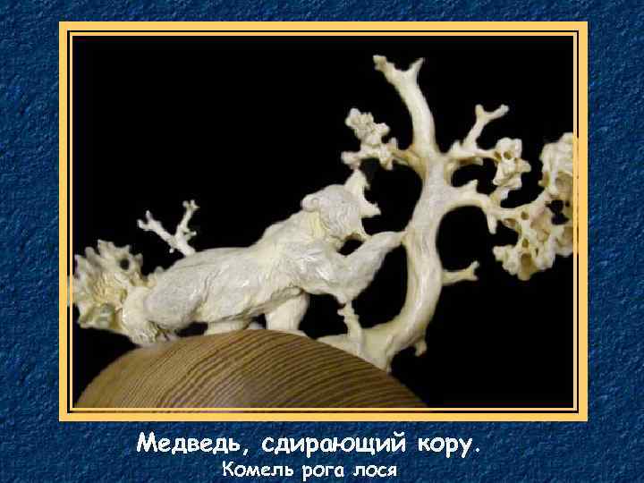 Медведь, сдирающий кору. Комель рога лося 