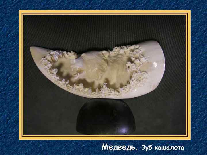 Медведь. Зуб кашалота 