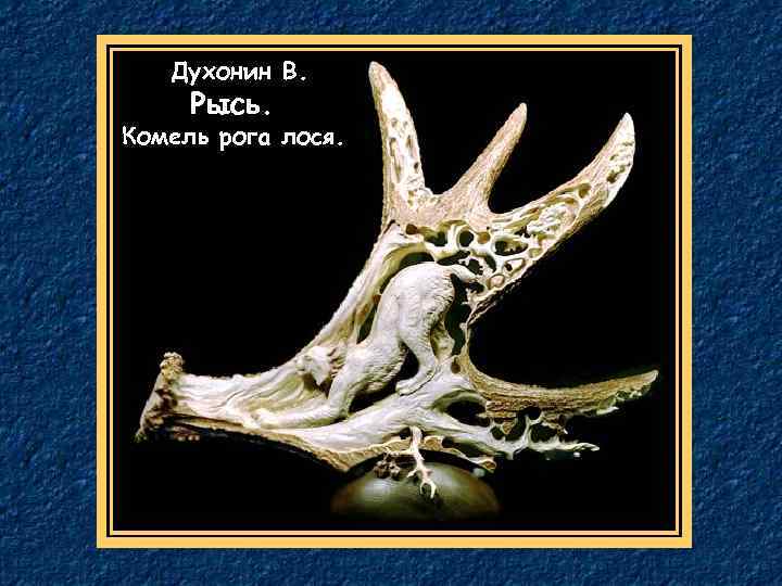 Духонин В. Рысь. Комель рога лося. 