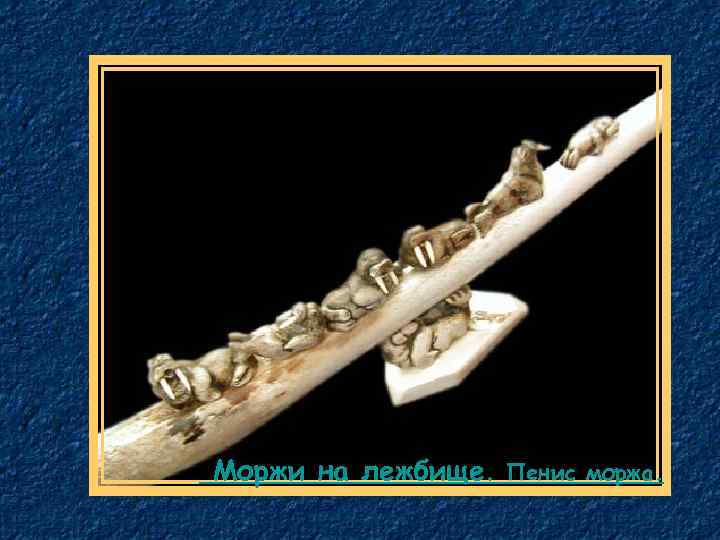  Моржи на лежбище. Пенис моржа. 