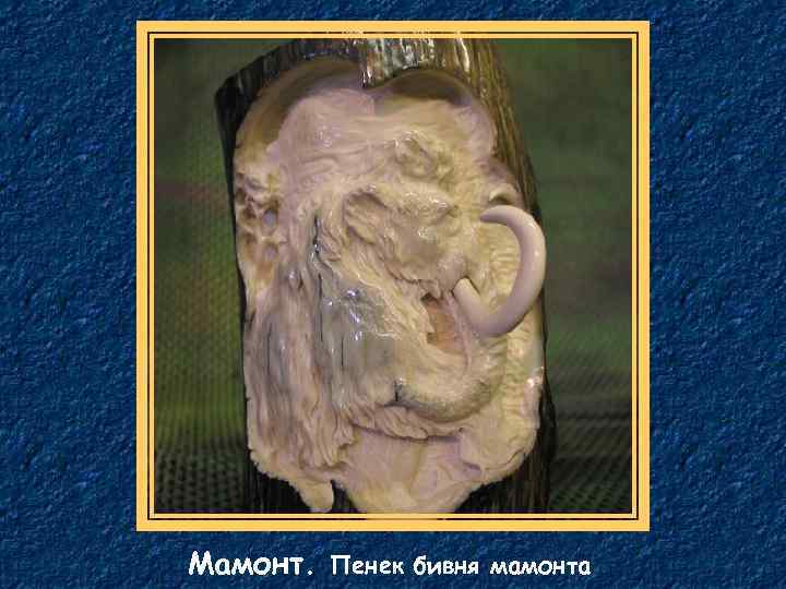 Мамонт. Пенек бивня мамонта 
