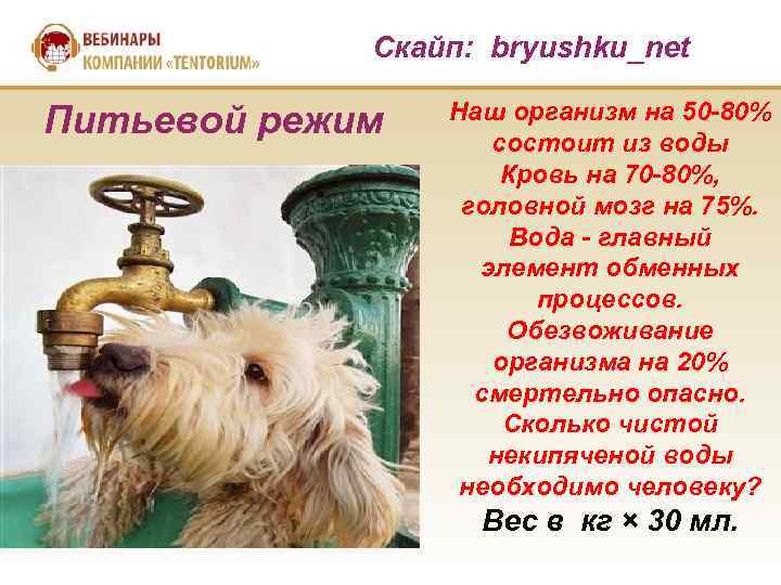  Скайп: bryushku_net Питьевой режим Наш организм на 50 -80% состоит из воды Кровь