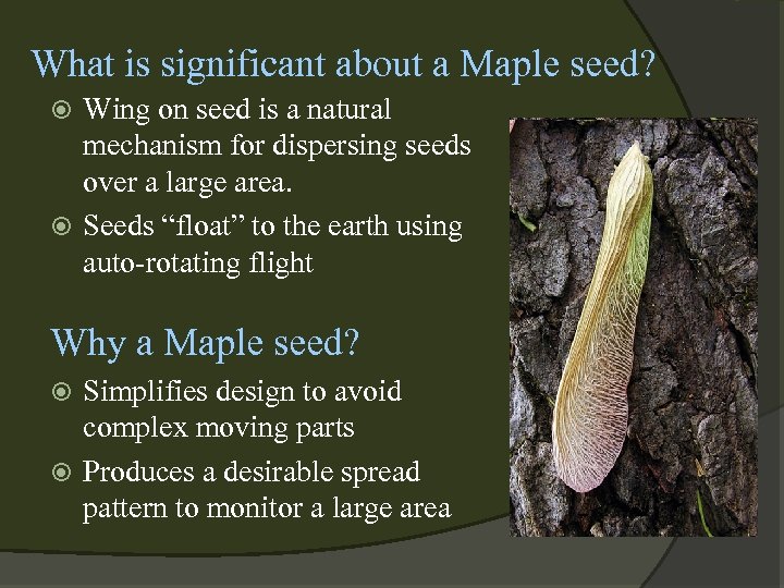 What is significant about a Maple seed? Wing on seed is a natural mechanism