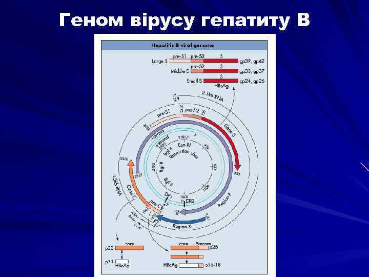 Геном вірусу гепатиту В 