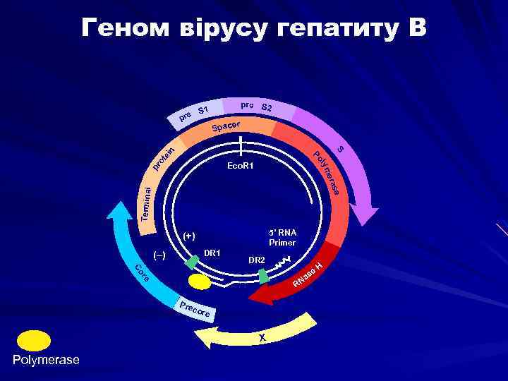 Геном вірусу гепатиту В S 1 re p pre S 2 er Spac ot