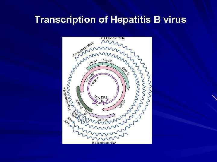 Transcription of Hepatitis B virus 